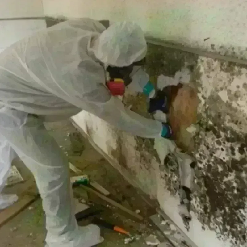 Mold Remediation and Removal in Clarkston, GA